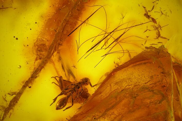 Fossil Mammalian Hair, Wasp & Fly Preserved in Baltic Amber - Rare! #163505